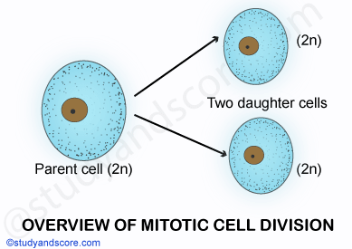cell division, mitosis, mitotic phase, cell cycle, multicellular organism